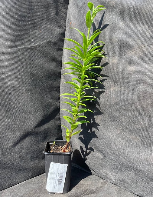 Лилия Коктейль Твинс 